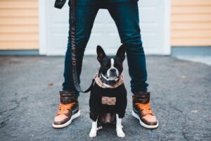 Dog Essentials