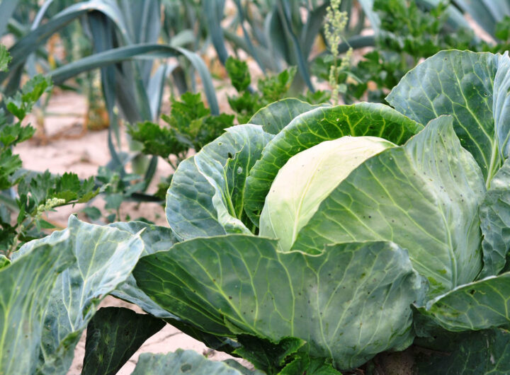 Cabbage Health Benefits for Men