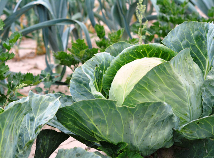 Cabbage Health Benefits for Men