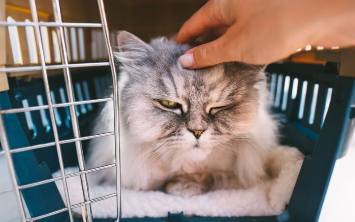 Pet Transport