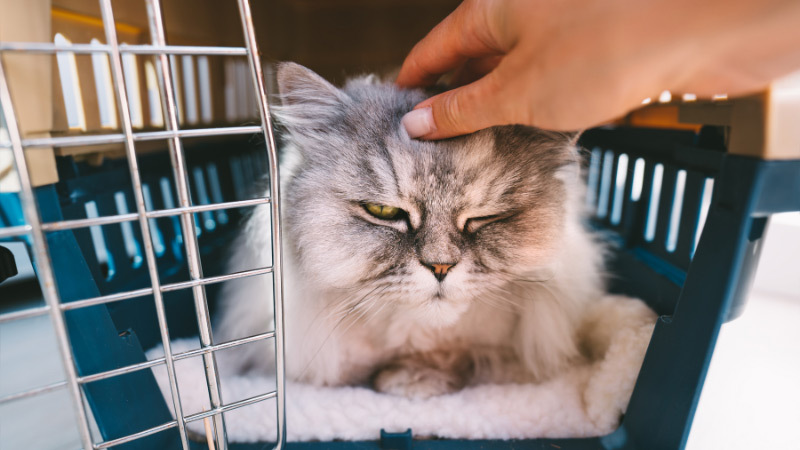 Pet Transport