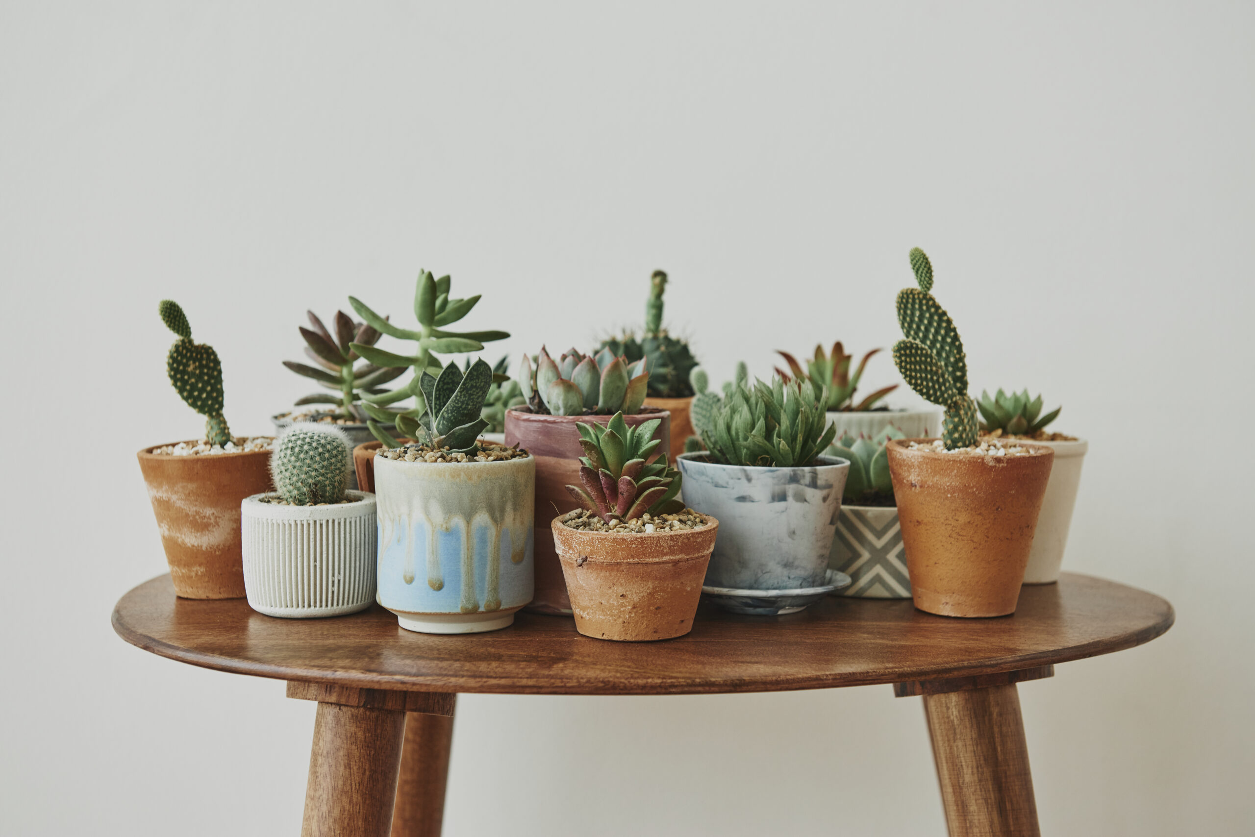 Beautiful Plants For Your Home